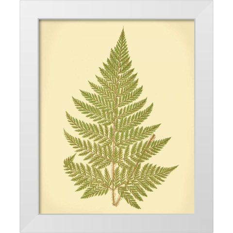 Lowes Fern I White Modern Wood Framed Art Print by Lowe, E.J.