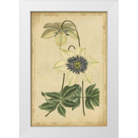 Curtis Blooms in White I White Modern Wood Framed Art Print by Unknown
