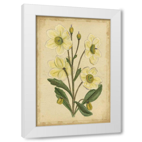 Curtis Blooms in White II White Modern Wood Framed Art Print by Unknown