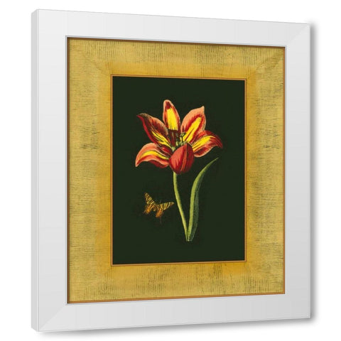 Tulip in Frame I White Modern Wood Framed Art Print by Unknown