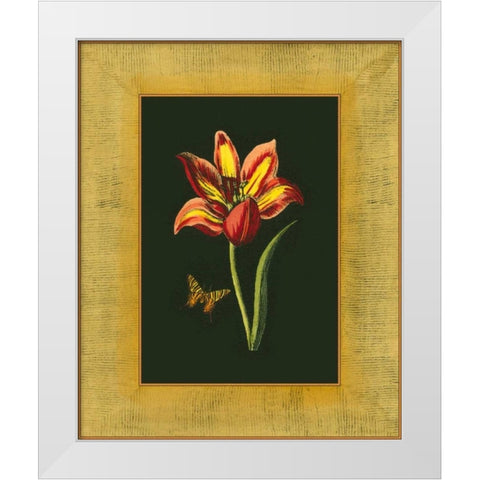 Tulip in Frame I White Modern Wood Framed Art Print by Unknown