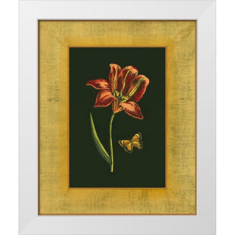 Tulip in Frame II White Modern Wood Framed Art Print by Unknown