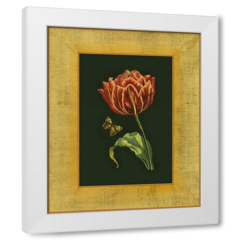 Tulip in Frame III White Modern Wood Framed Art Print by Unknown