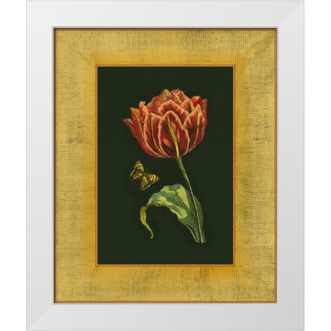 Tulip in Frame III White Modern Wood Framed Art Print by Unknown