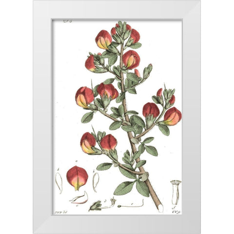 Antique Floral Plate I White Modern Wood Framed Art Print by Vision Studio