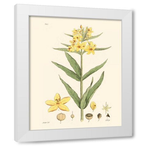 Antique Floral Plate VIII White Modern Wood Framed Art Print by Vision Studio