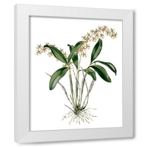 Orchids I White Modern Wood Framed Art Print by Drake