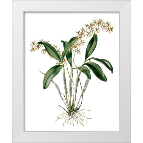 Orchids I White Modern Wood Framed Art Print by Drake