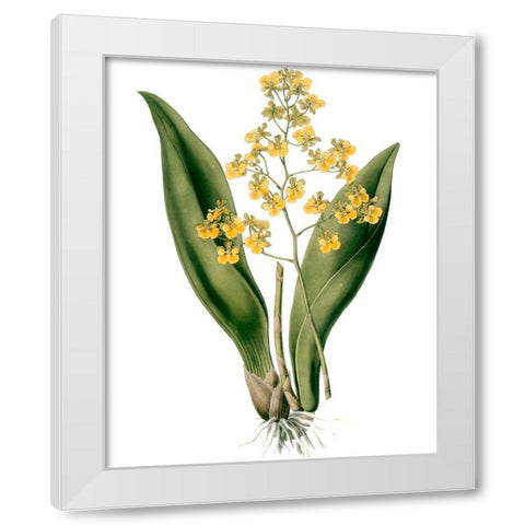 Orchids II White Modern Wood Framed Art Print by Drake