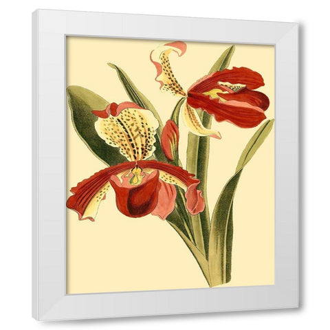 Mini Orchid Splendor I White Modern Wood Framed Art Print by Vision Studio