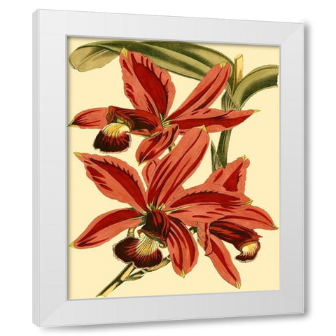 Mini Orchid Splendor II White Modern Wood Framed Art Print by Vision Studio