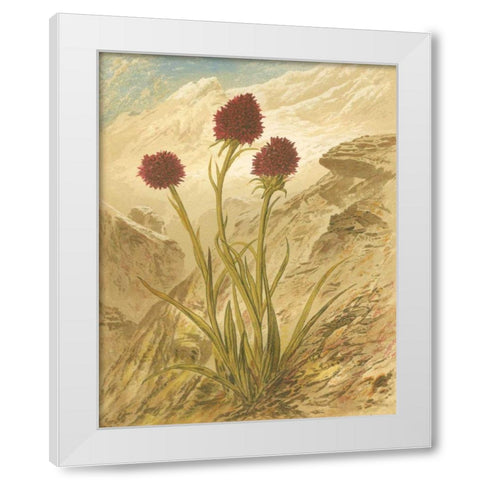 Alpine Florals IV White Modern Wood Framed Art Print by Vision Studio