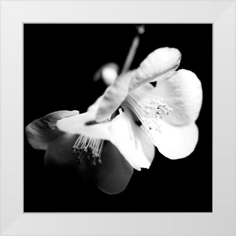 Quince Blossoms I White Modern Wood Framed Art Print by Stramel, Renee W.