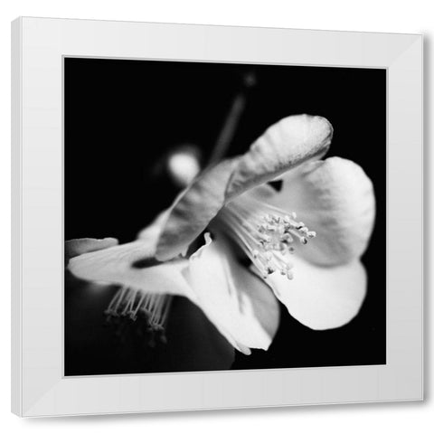 Quince Blossoms II White Modern Wood Framed Art Print by Stramel, Renee W.