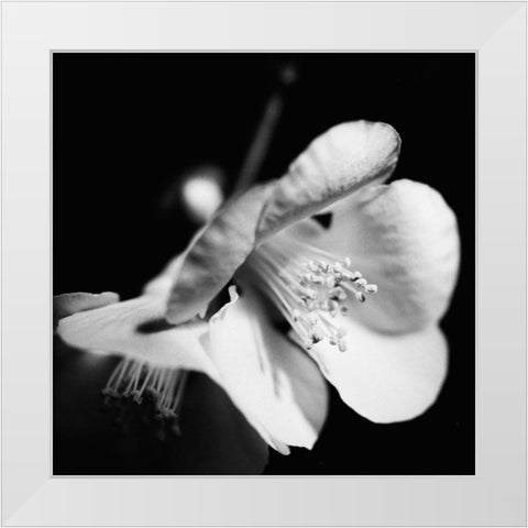 Quince Blossoms II White Modern Wood Framed Art Print by Stramel, Renee W.
