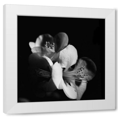 Quince Blossoms III White Modern Wood Framed Art Print by Stramel, Renee W.