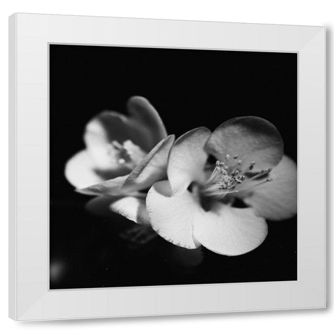 Quince Blossoms IV White Modern Wood Framed Art Print by Stramel, Renee W.