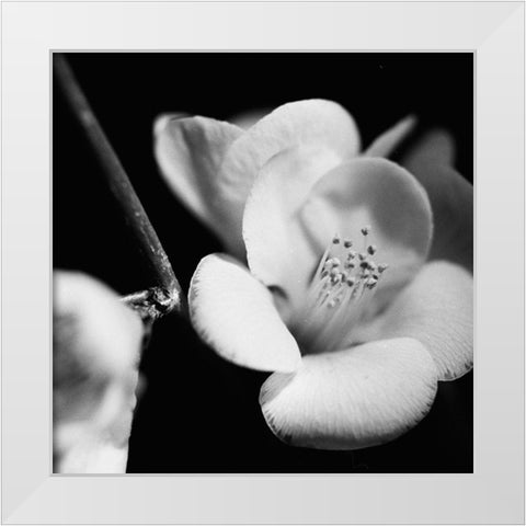 Quince Blossoms V White Modern Wood Framed Art Print by Stramel, Renee W.
