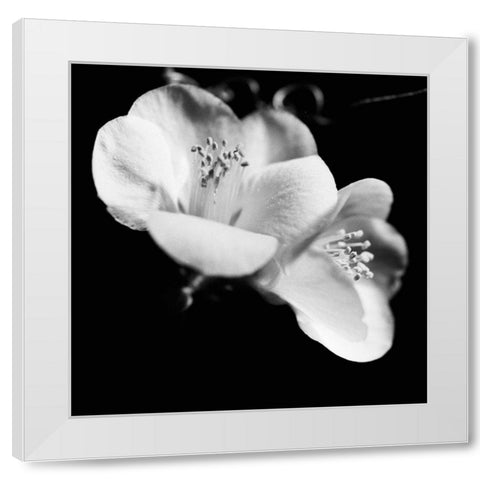 Quince Blossoms VI White Modern Wood Framed Art Print by Stramel, Renee W.
