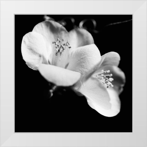 Quince Blossoms VI White Modern Wood Framed Art Print by Stramel, Renee W.