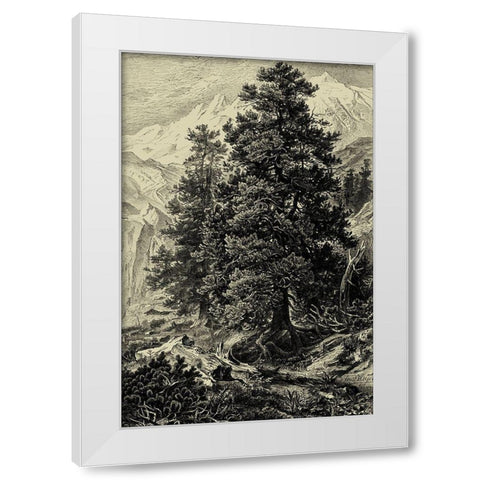 Arolla Pine White Modern Wood Framed Art Print by Heyn, Ernst