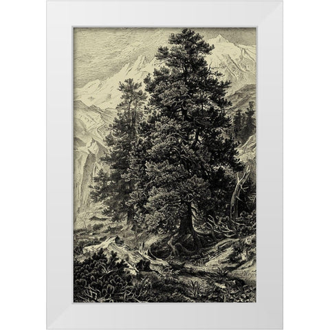 Arolla Pine White Modern Wood Framed Art Print by Heyn, Ernst