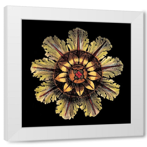 Rosette on Black IV White Modern Wood Framed Art Print by Antonini, Da Carlo