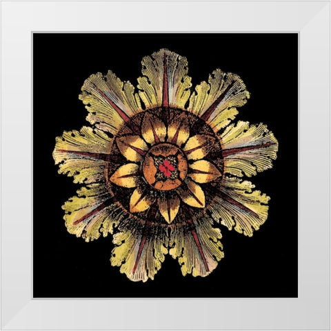 Rosette on Black IV White Modern Wood Framed Art Print by Antonini, Da Carlo