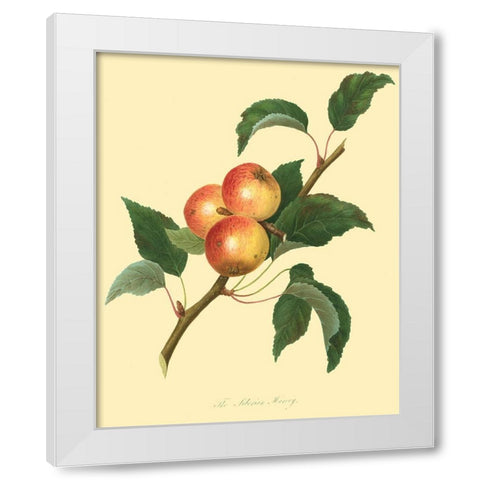 The Siberian Harvey White Modern Wood Framed Art Print by Unknown