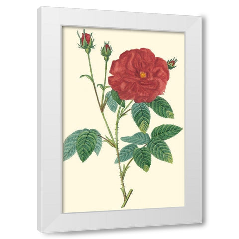 Crimson Beauty I White Modern Wood Framed Art Print by Turpin