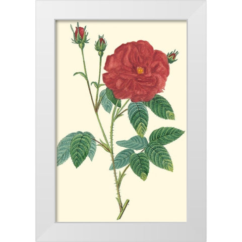 Crimson Beauty I White Modern Wood Framed Art Print by Turpin