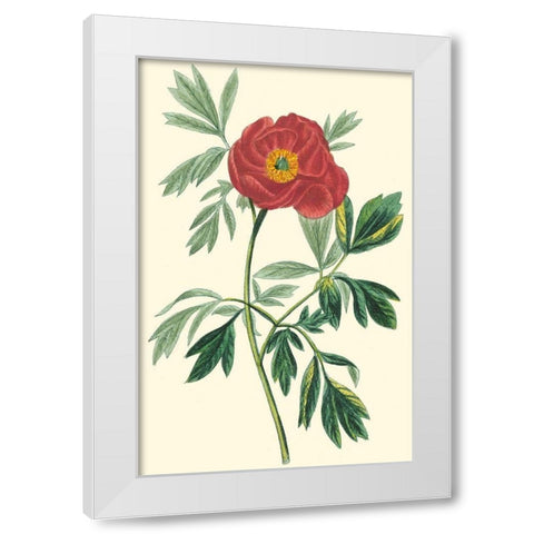 Crimson Beauty III White Modern Wood Framed Art Print by Turpin