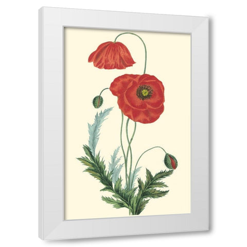 Crimson Beauty IV White Modern Wood Framed Art Print by Turpin