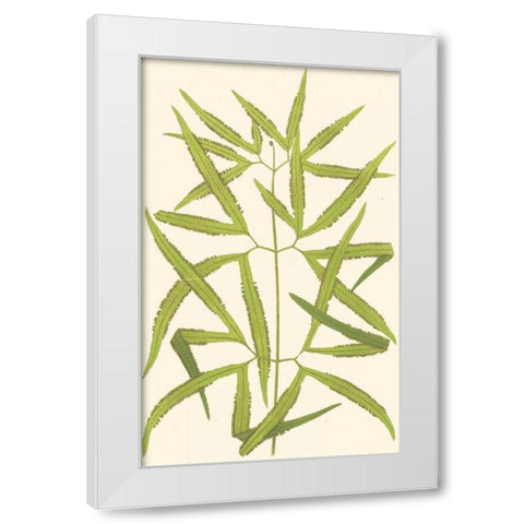 Woodland Ferns I White Modern Wood Framed Art Print by Lowe, E. J.