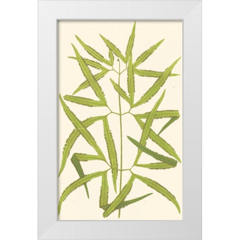 Woodland Ferns I White Modern Wood Framed Art Print by Lowe, E. J.