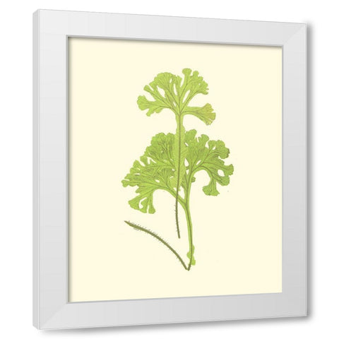 Woodland Ferns III White Modern Wood Framed Art Print by Lowe, E. J.