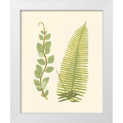Woodland Ferns VI White Modern Wood Framed Art Print by Lowe, E. J.