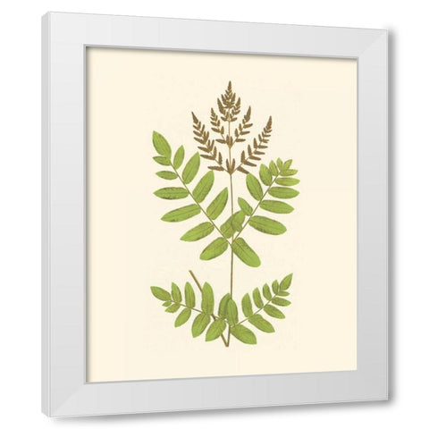 Woodland Ferns VII White Modern Wood Framed Art Print by Lowe, E. J.