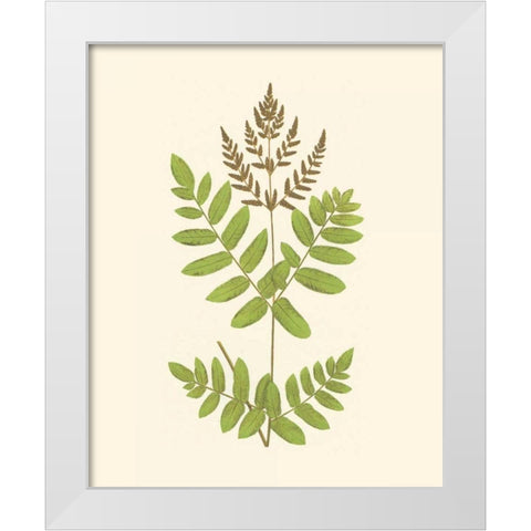 Woodland Ferns VII White Modern Wood Framed Art Print by Lowe, E. J.