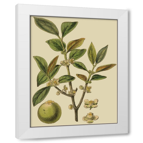Fitch Leaves on Khaki I (PS) White Modern Wood Framed Art Print by Fitch, J.N.