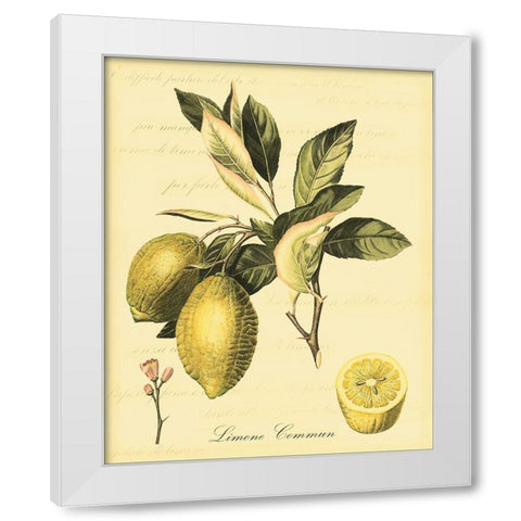 Petite Tuscan Fruits II White Modern Wood Framed Art Print by Vision Studio