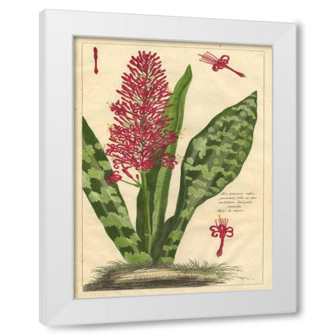 Fleur De Rouge I White Modern Wood Framed Art Print by Unknown