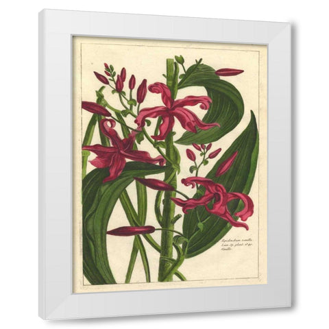 Fleur De Rouge III White Modern Wood Framed Art Print by Unknown
