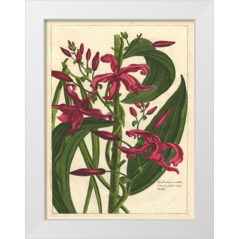 Fleur De Rouge III White Modern Wood Framed Art Print by Unknown