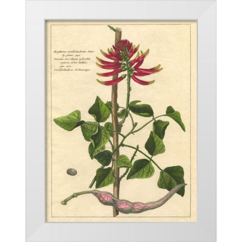 Fleur De Rouge IV White Modern Wood Framed Art Print by Unknown