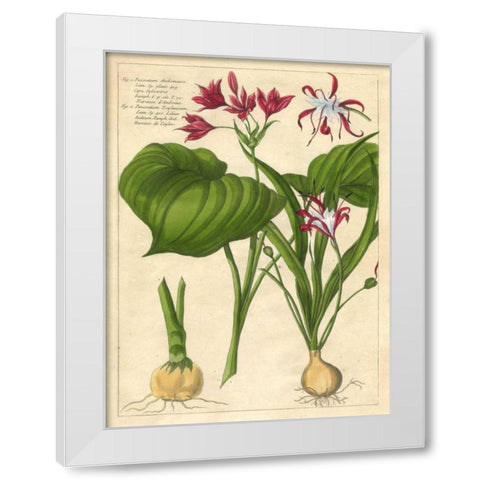 Fleur De Rouge V White Modern Wood Framed Art Print by Unknown