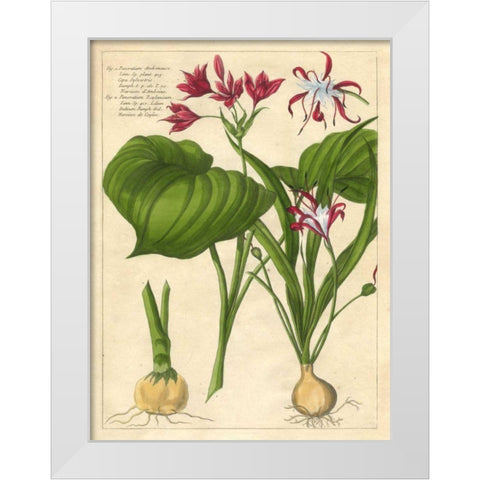 Fleur De Rouge V White Modern Wood Framed Art Print by Unknown