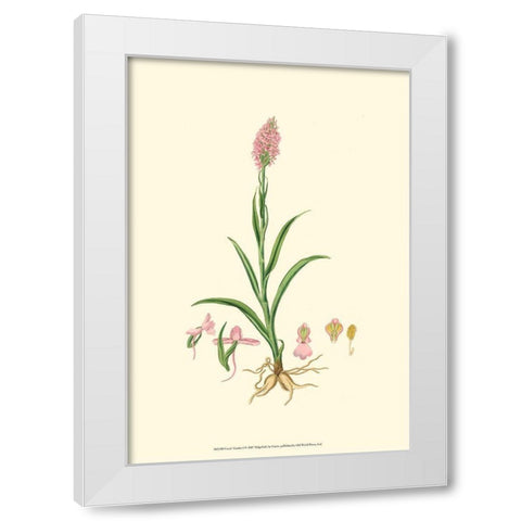 Curtis Garden I White Modern Wood Framed Art Print by Curtis