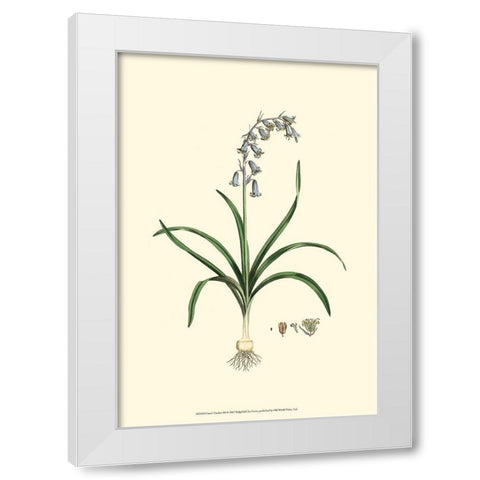 Curtis Garden III White Modern Wood Framed Art Print by Curtis