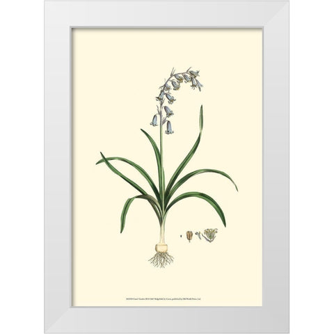 Curtis Garden III White Modern Wood Framed Art Print by Curtis